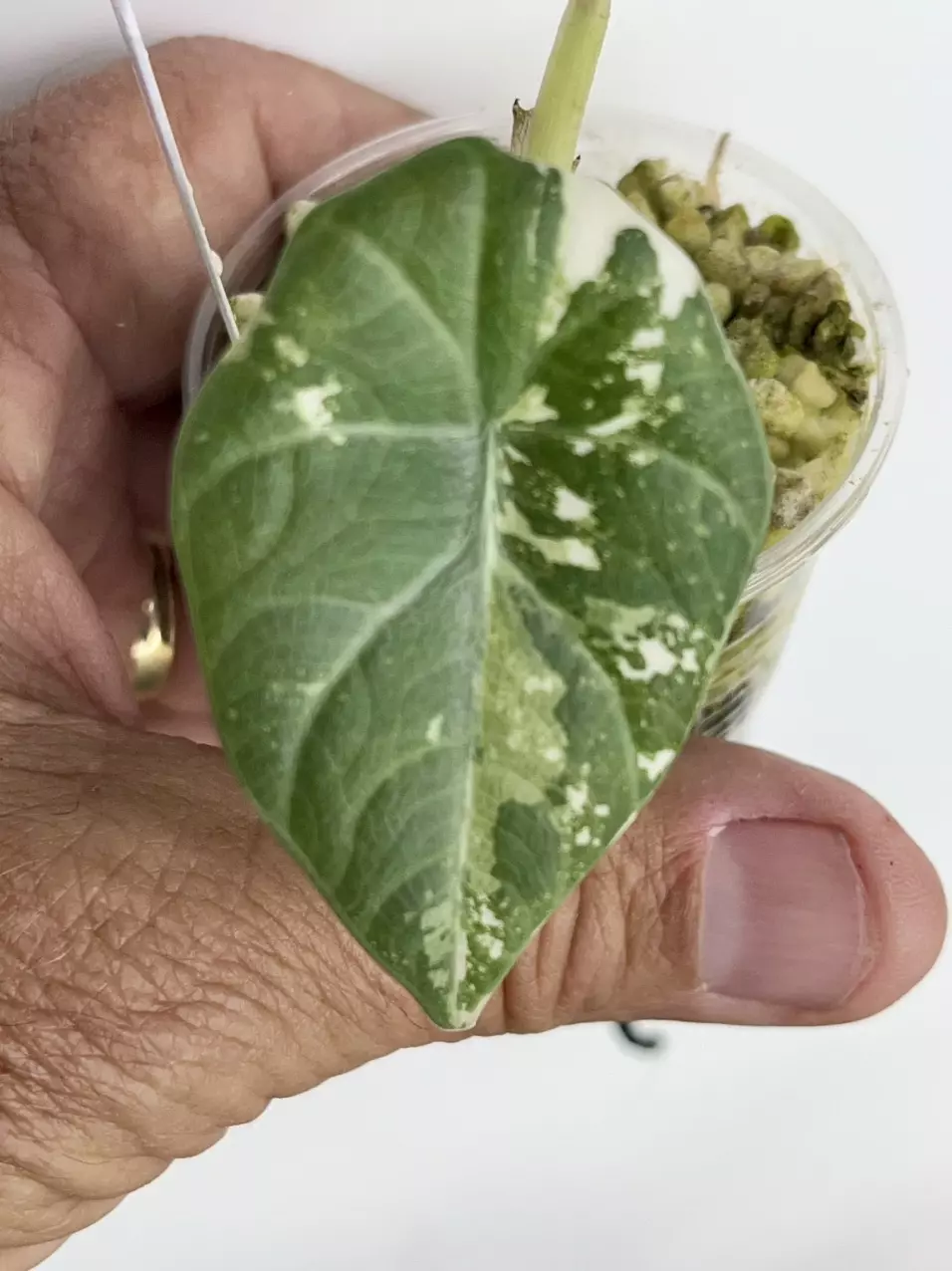 Alocasia Maharani Albo #1 thumbnail