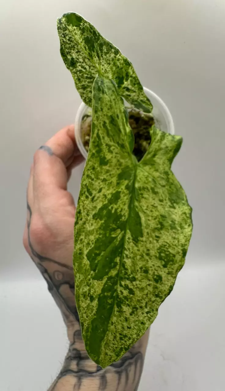 Syngonium Mottled Mojito thumbnail