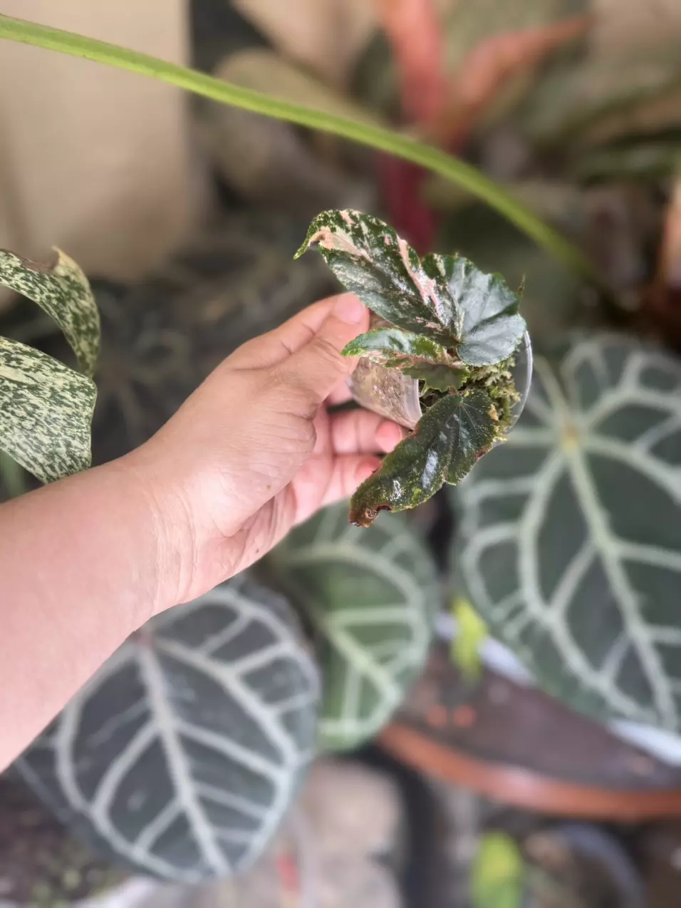 Variegated Ginny Galaxy Begonia thumbnail