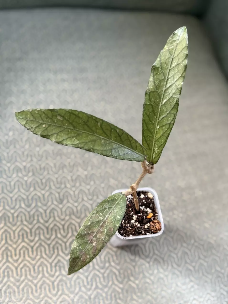 Hoya sp Sumatra #231 thumbnail