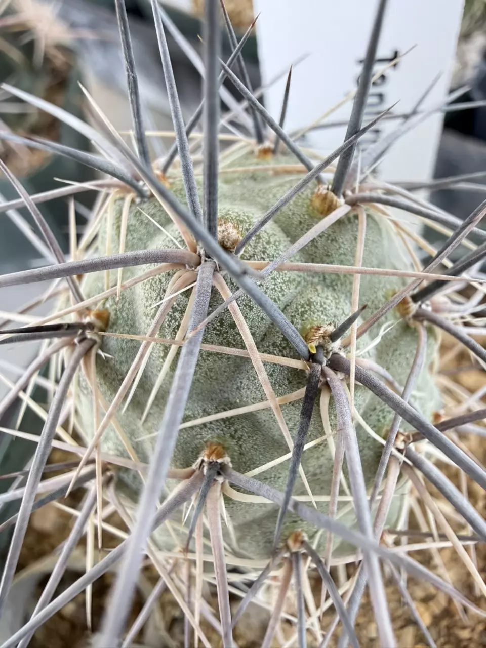 1203 Tephrocactus alexanderi thumbnail