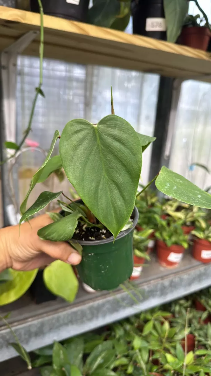 472 Philodendron Lynamii thumbnail