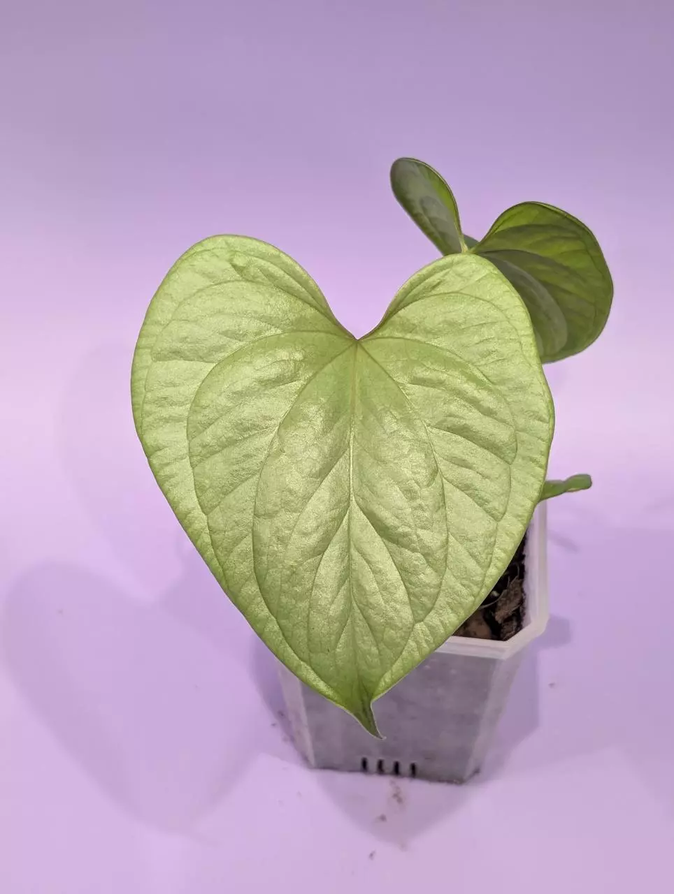 Yetlense RA18 x self (ToraFlora) thumbnail