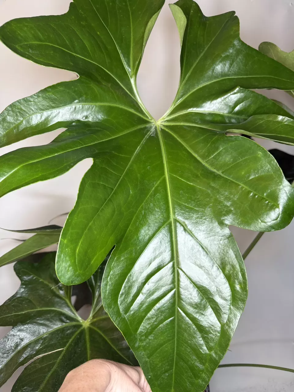 *Mature* Anthurium Titan Fingers (Faustomirandae x Pedatoradiatum) thumbnail