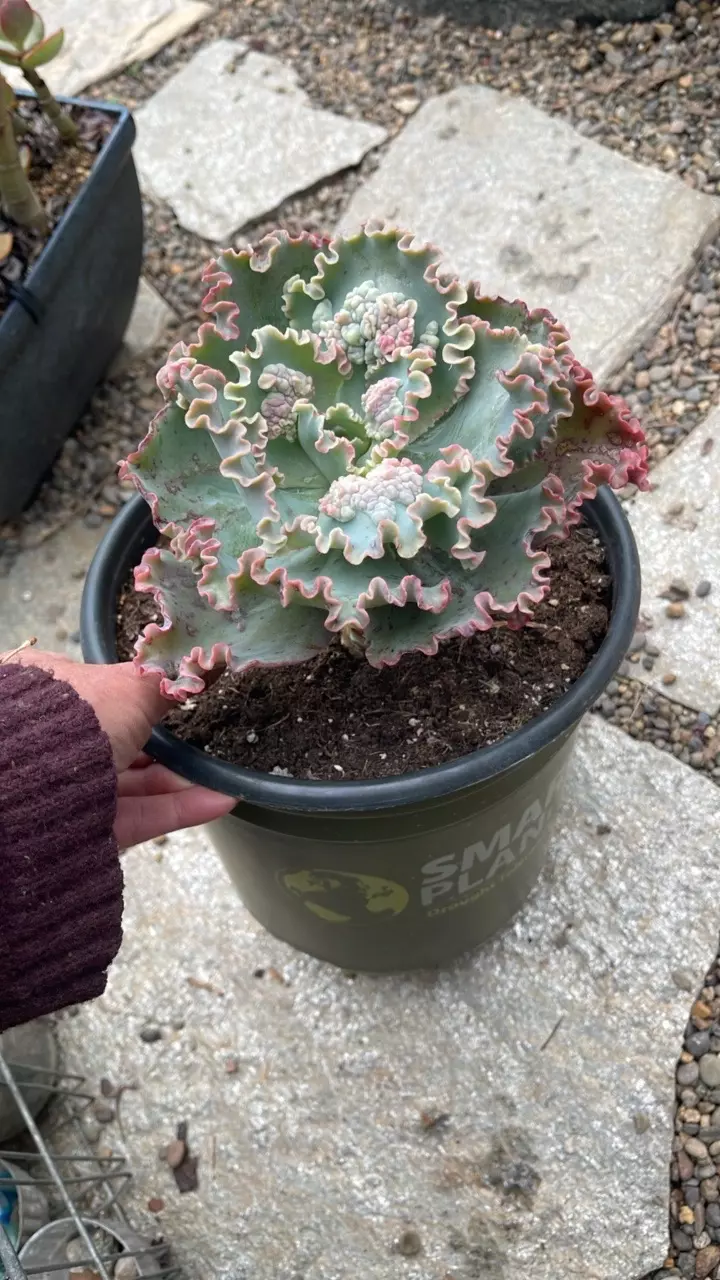 Order for J.Sheryl thumbnail