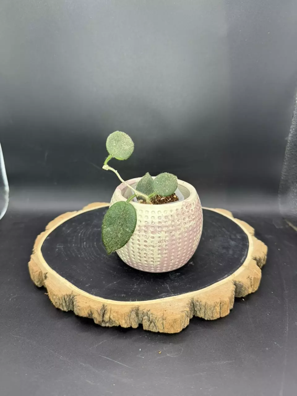 Hoya Thompsonii Pink #227 thumbnail