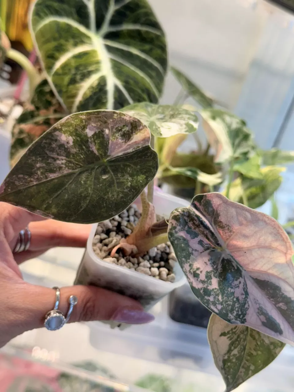 Wentii Pink/Albo thumbnail