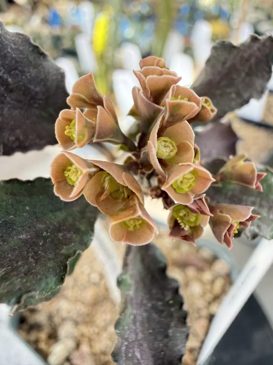 1215 Euphorbia ambovombensis thumbnail