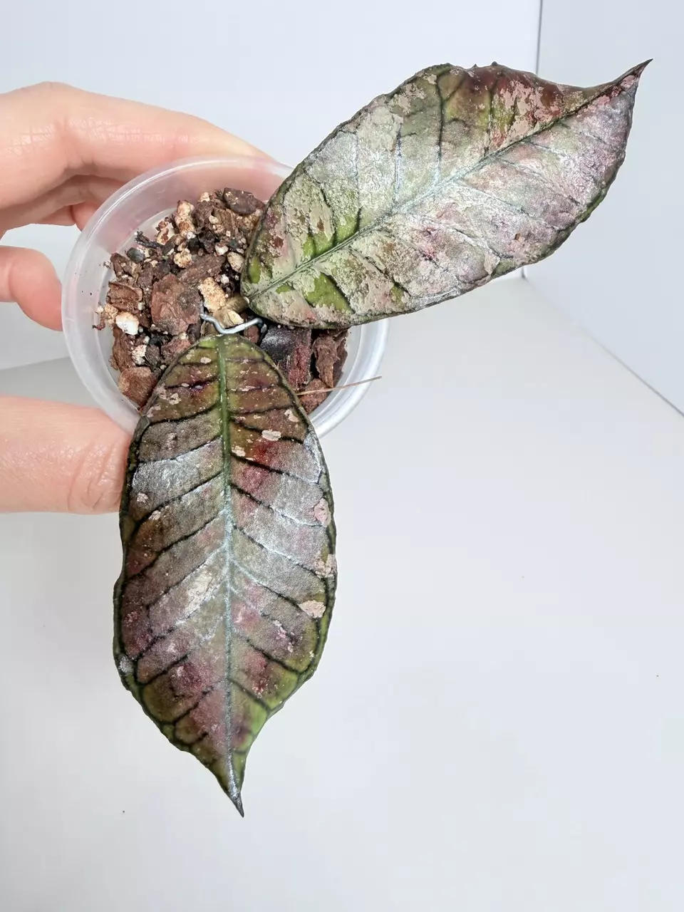 Hoya GG Ghost 0687 thumbnail