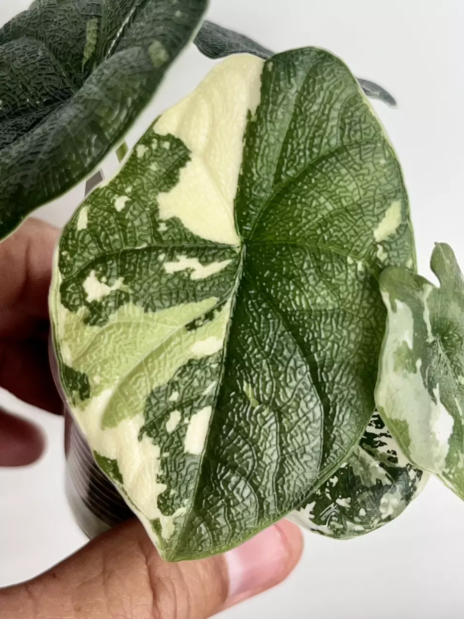 #1544-Alocasia Melo Albo! thumbnail