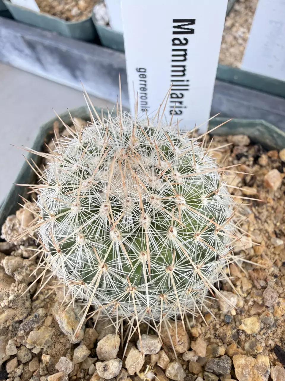 1196 Mammillaria guerreronis thumbnail