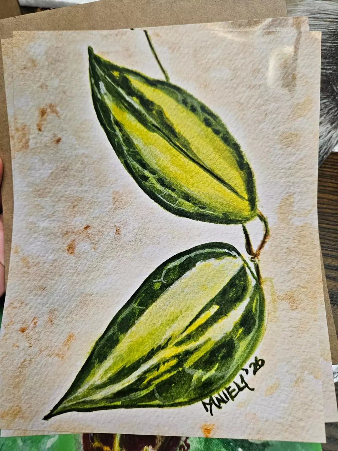 8x10 " Hoya Queensy print thumbnail