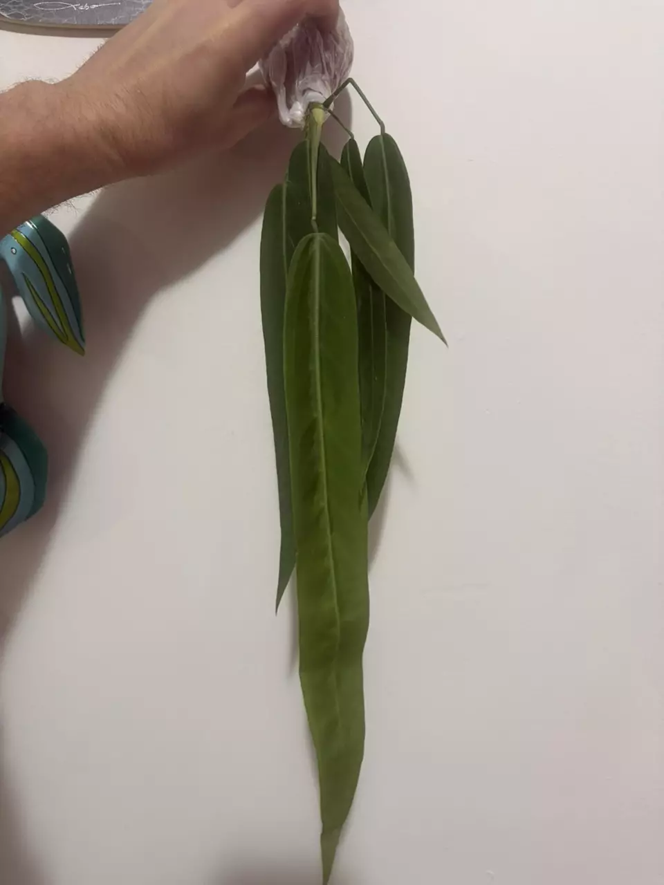 Anthurium Pallidiflorum thumbnail