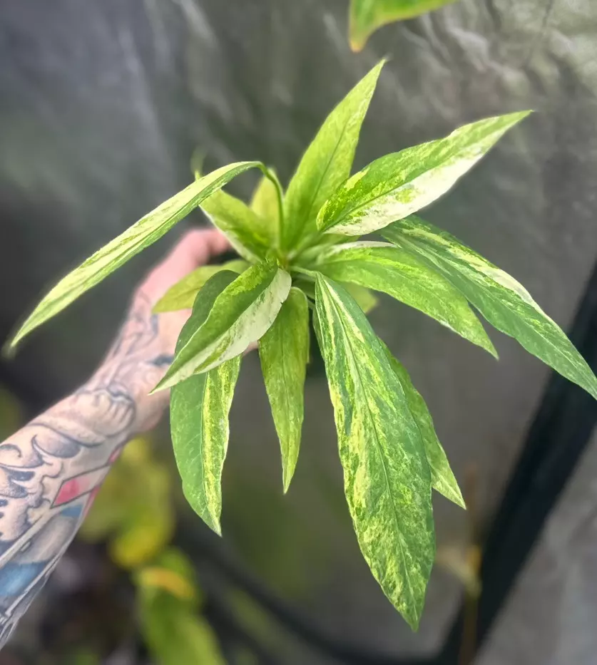 Anthurium Vittarifolium Varigated thumbnail
