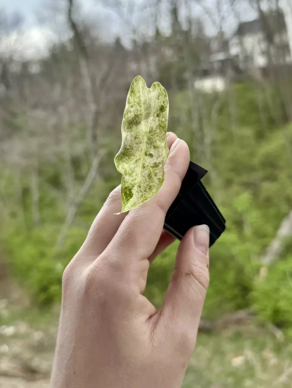 Alocasia Black Satun Stardust pup thumbnail