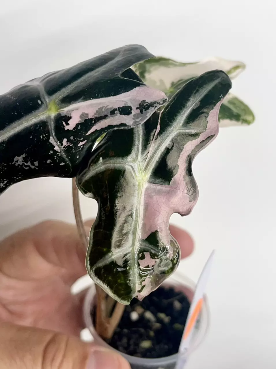 #0994-Alocasia Pink Nobilis “K” thumbnail