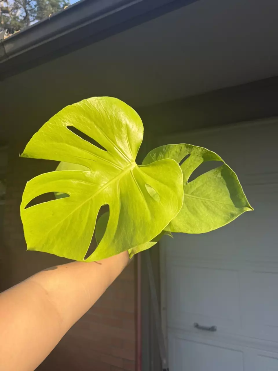 Golden Compacta / Lemon Monstera thumbnail