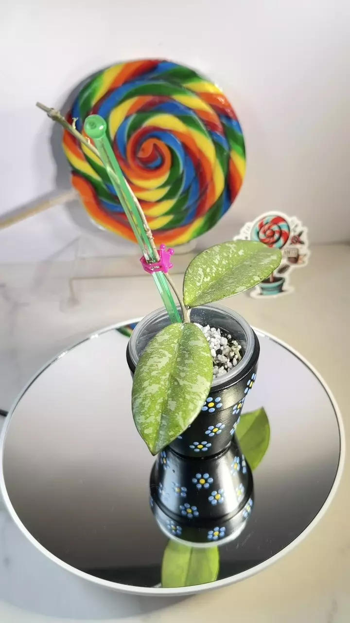 Hoya Crassipetiolata Michele clone 2 thumbnail