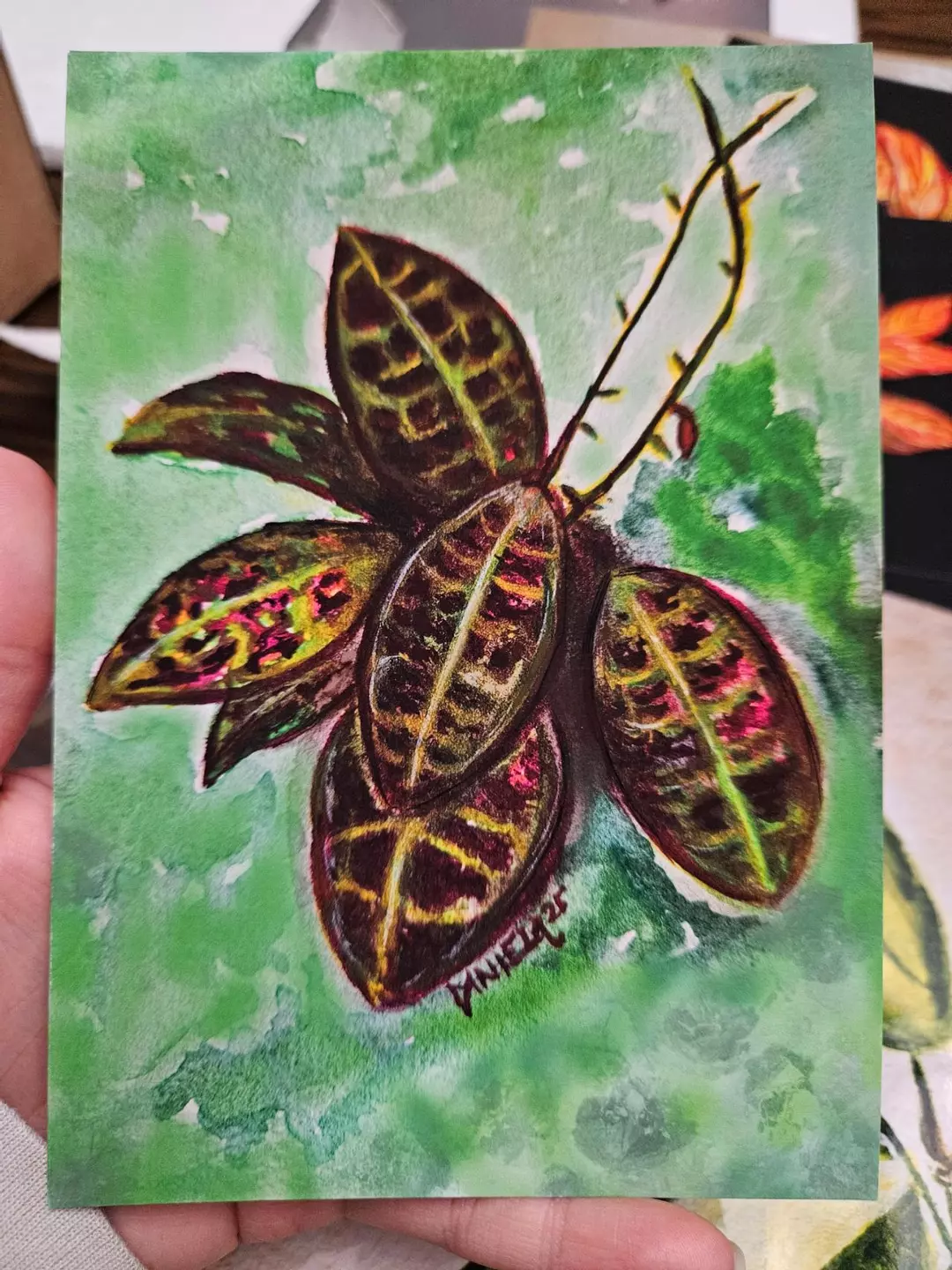 Hoya tomatoensis 5x7 MISPRINT thumbnail