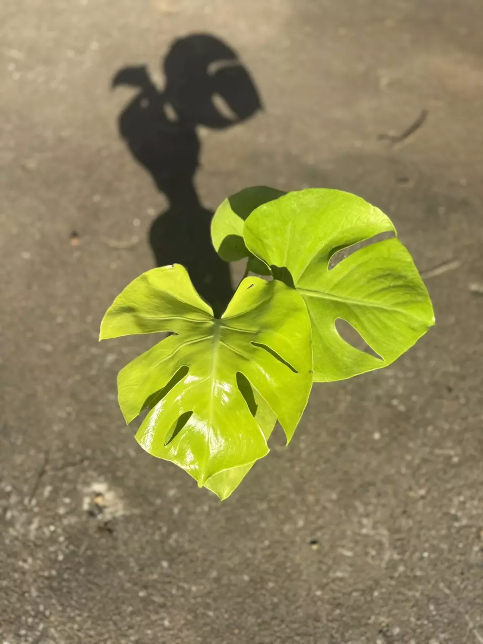 Golden Compacta / Lemon Monstera thumbnail