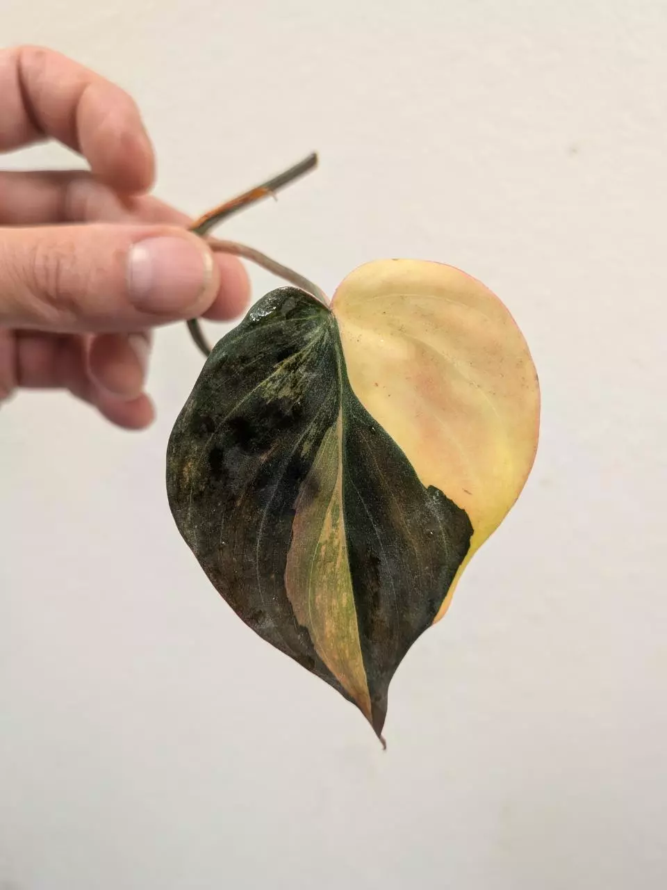 Philodendron micans variegated #165 thumbnail