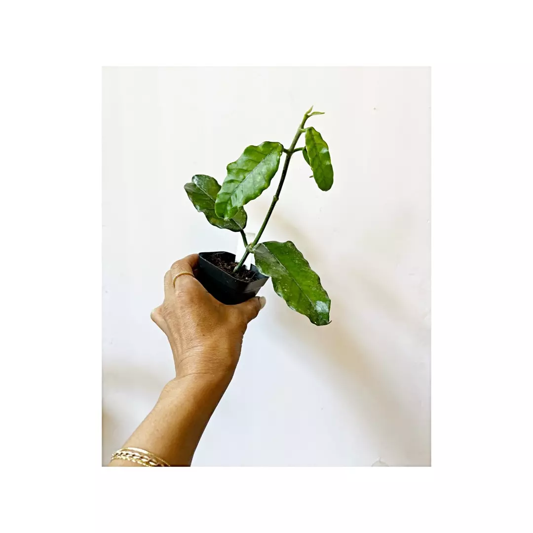 🎋Hoya Globulosa thumbnail