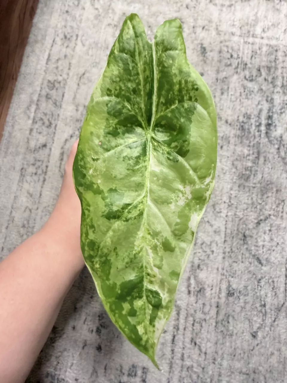 Alocasia Acuminata Albo thumbnail