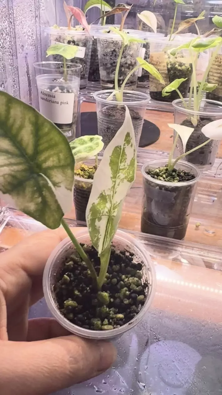 Alocasia simbo albo thumbnail