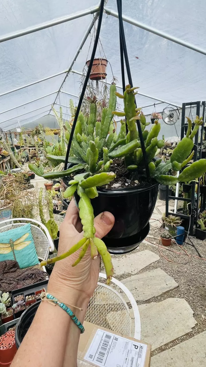 Rhipsalis Micrantha ssp. Rauhiorum  4.5” hanging pot thumbnail