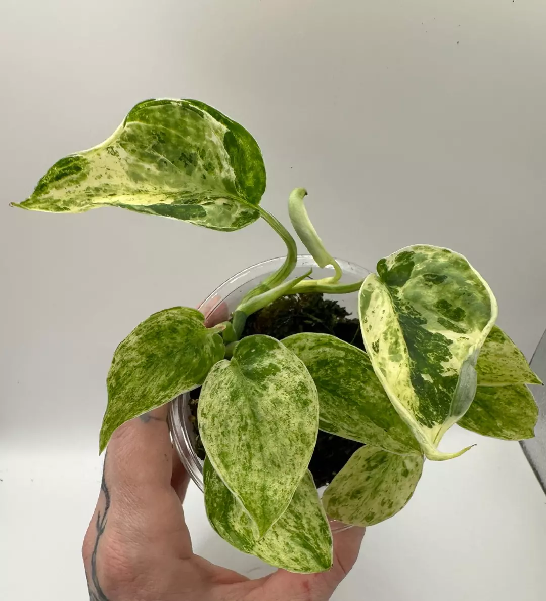 Scindapsus Jade Satin Crème Brûlée thumbnail