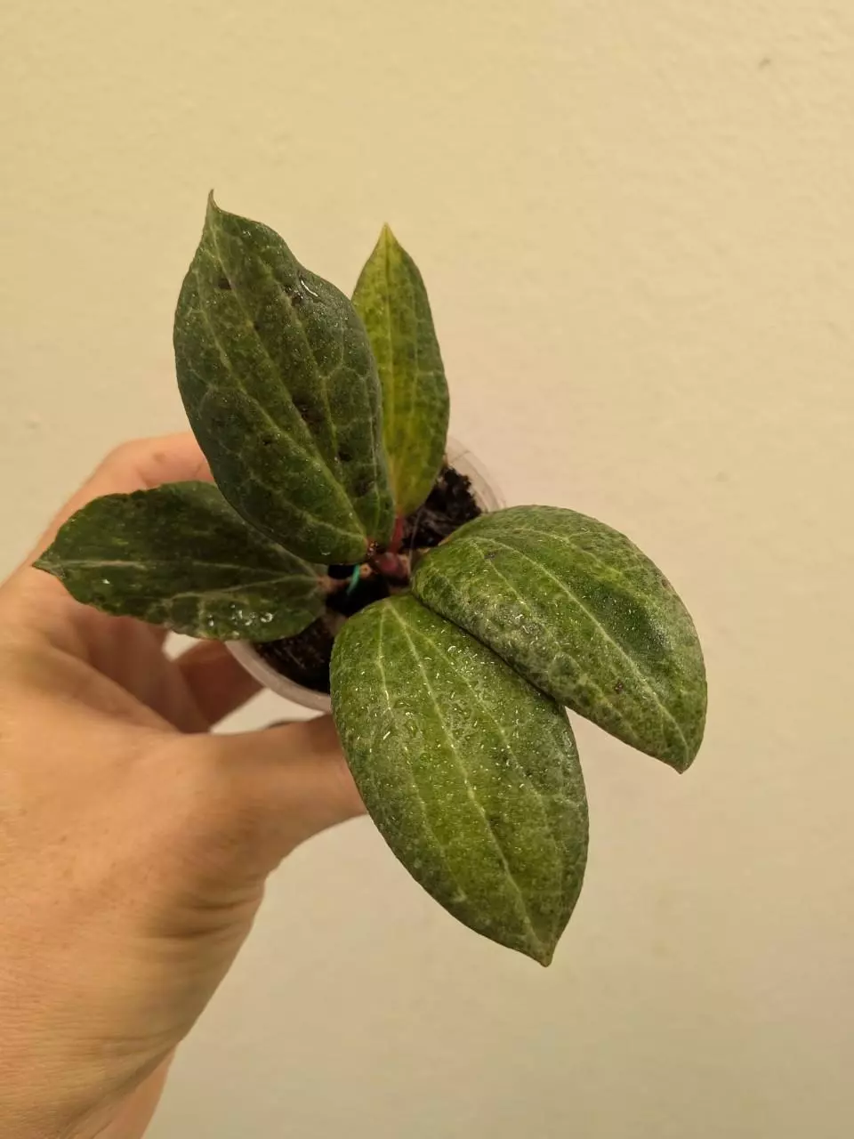 Hoya crocodile #1130 thumbnail