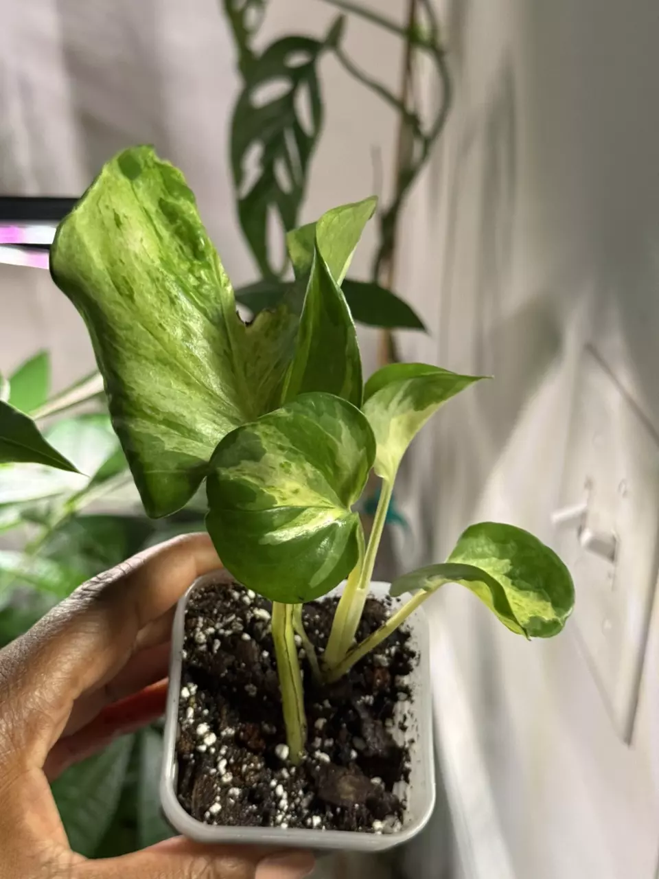 Manjula Pothos **ADD ON ONLY** thumbnail