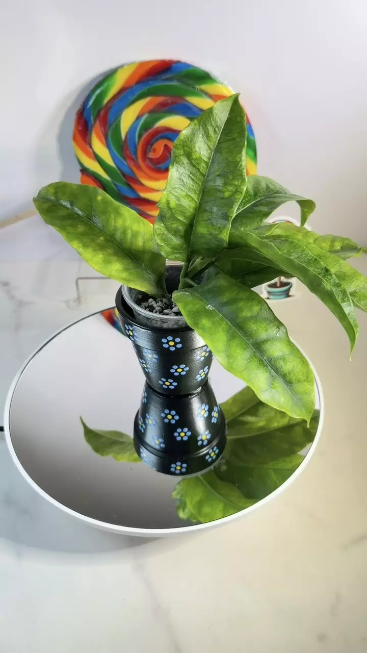 Hoya Multiflora thumbnail