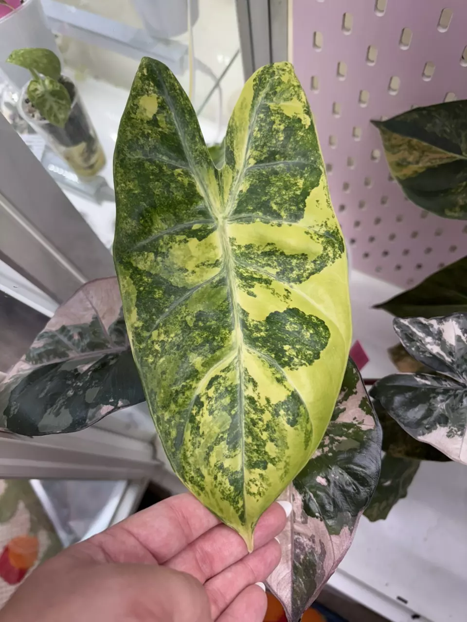 Alocasia Pink Dragon Aurea CORM thumbnail