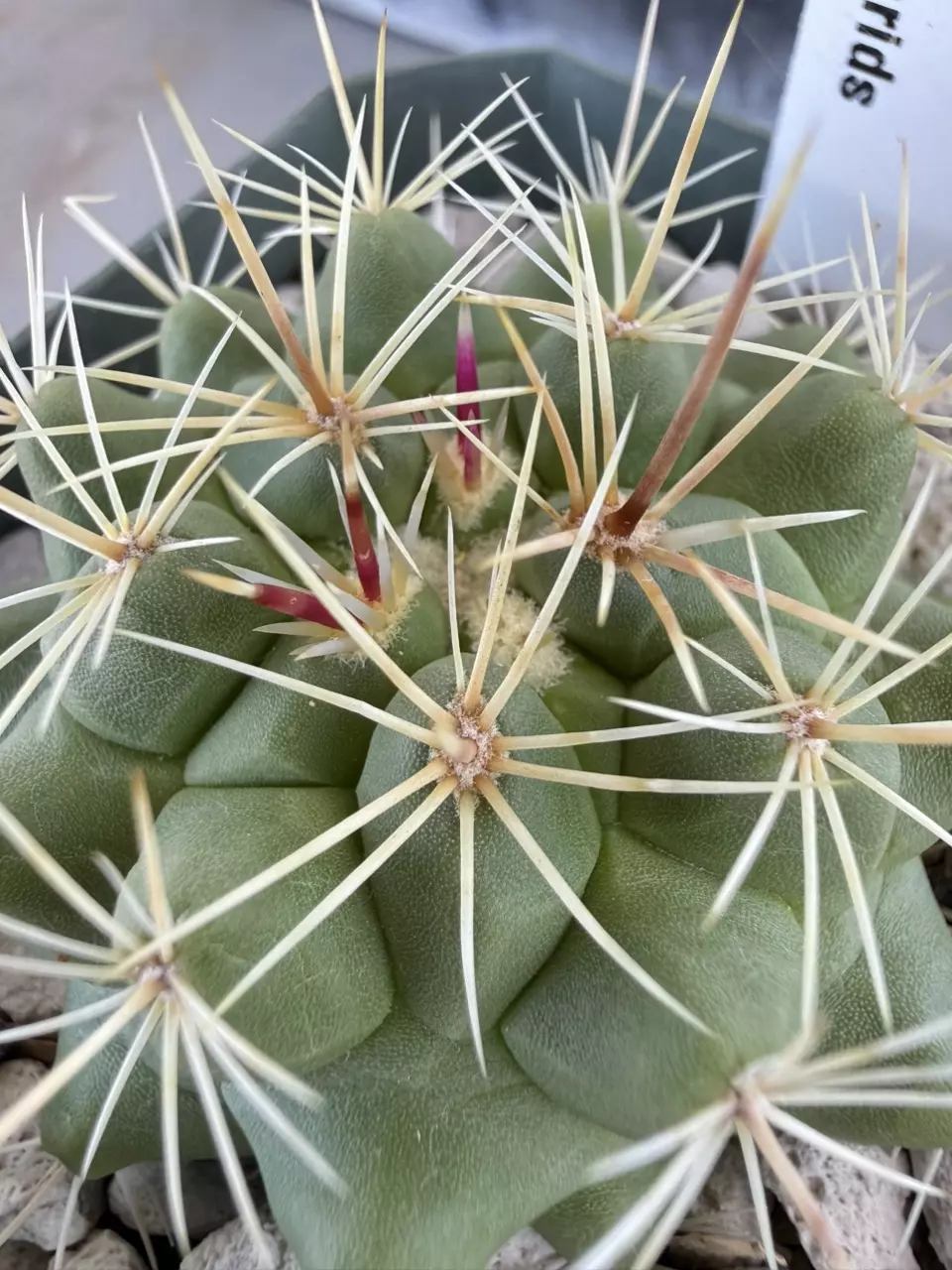 1208 Thelocactus hybrid thumbnail