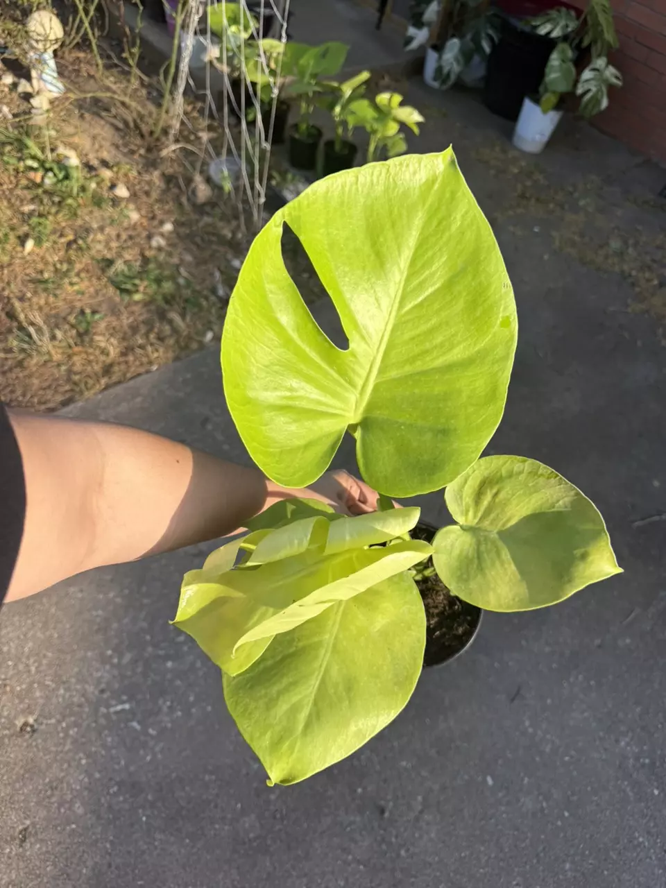 Golden Compacta / Lemon Monstera thumbnail