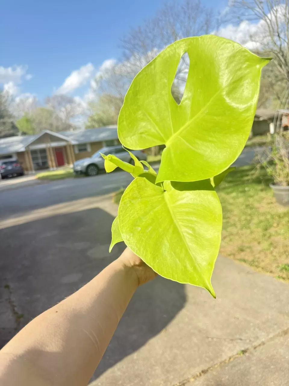 Golden Compacta / Lemon Monstera thumbnail