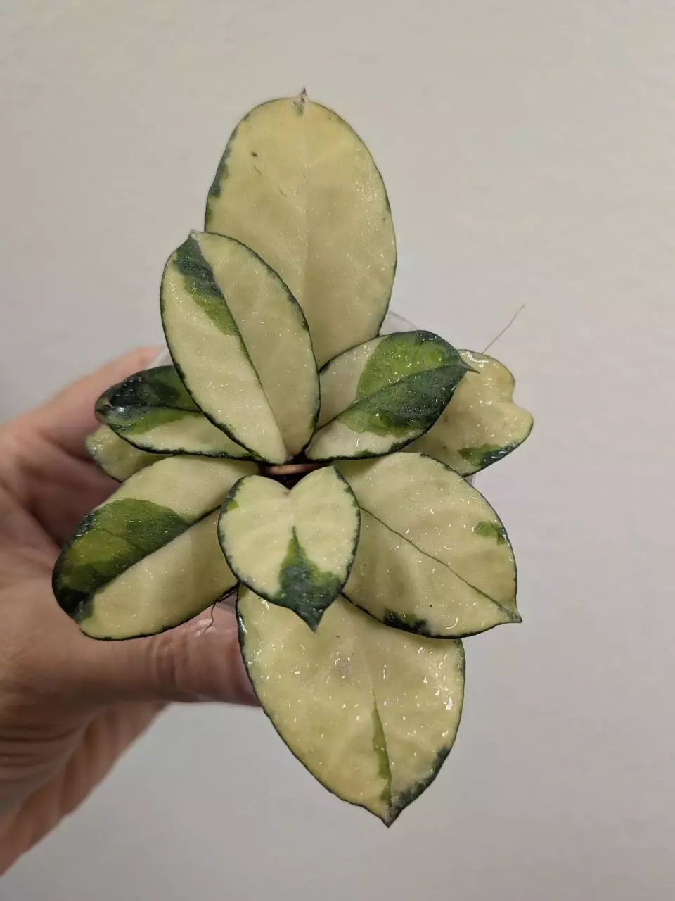 Hoya crassipetiolata variegated #1129 thumbnail