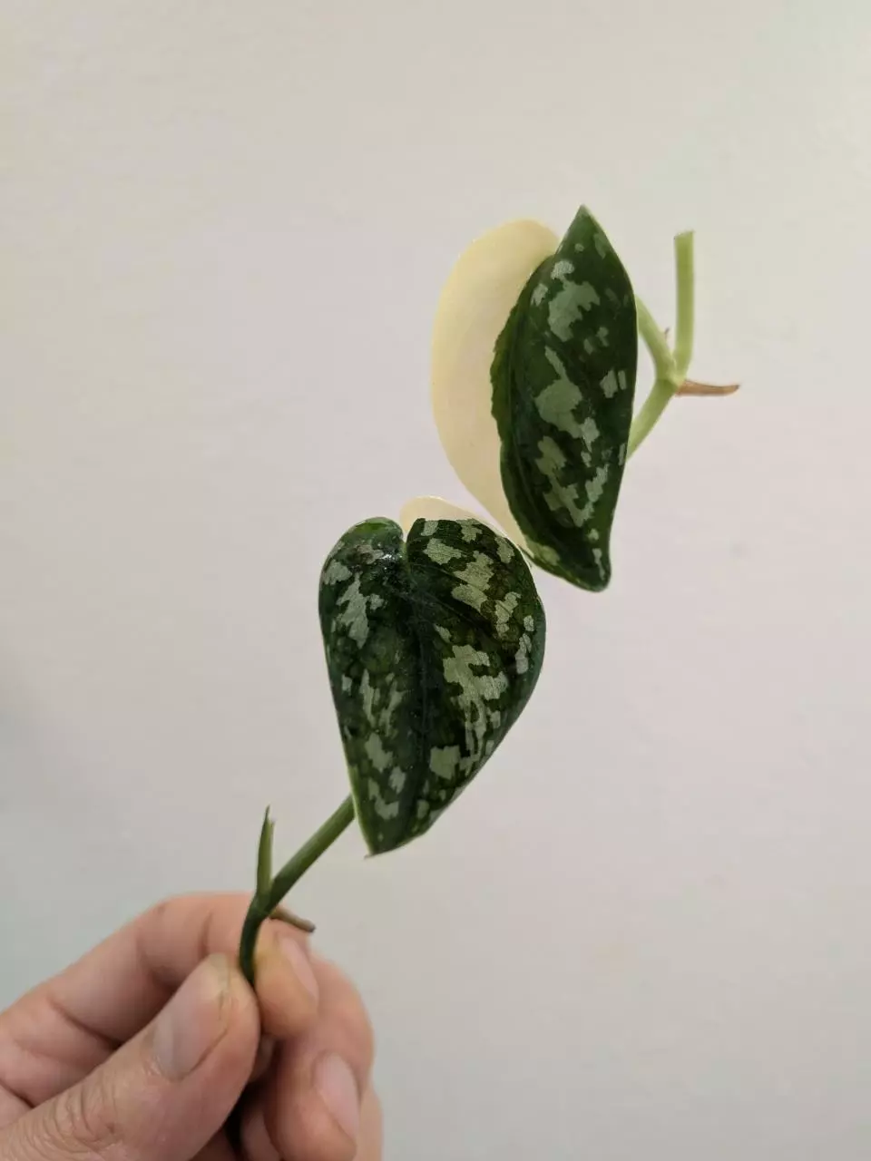 Scindapsus mayari #155 thumbnail