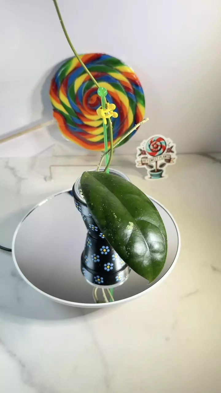 Hoya Tam Dao thumbnail