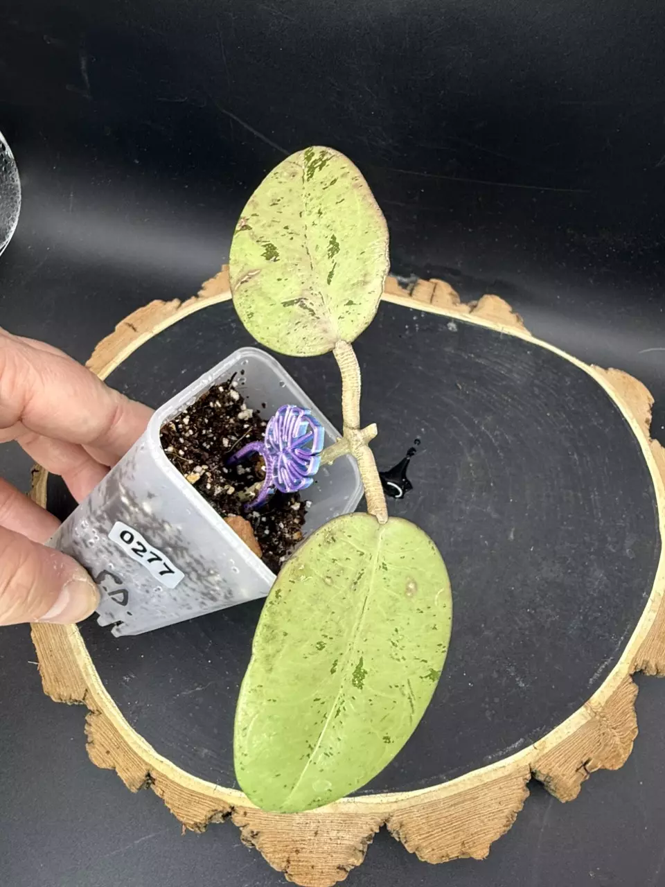 Hoya Silver Dollar #277 thumbnail