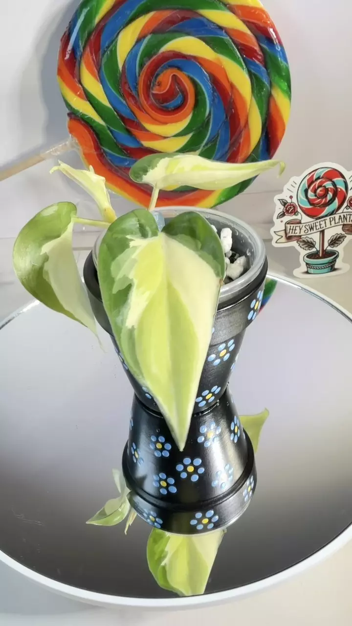 Philodendron Gabby thumbnail