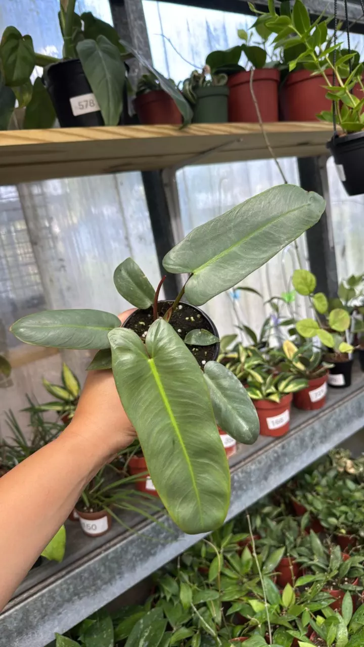 467 Philodendron Atabaponse thumbnail