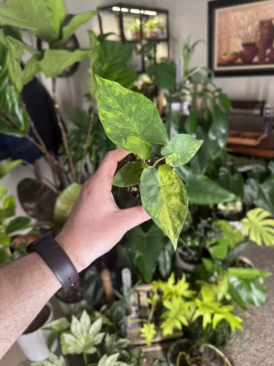 Alocasia Odora Aurea 3” Pot #1 thumbnail