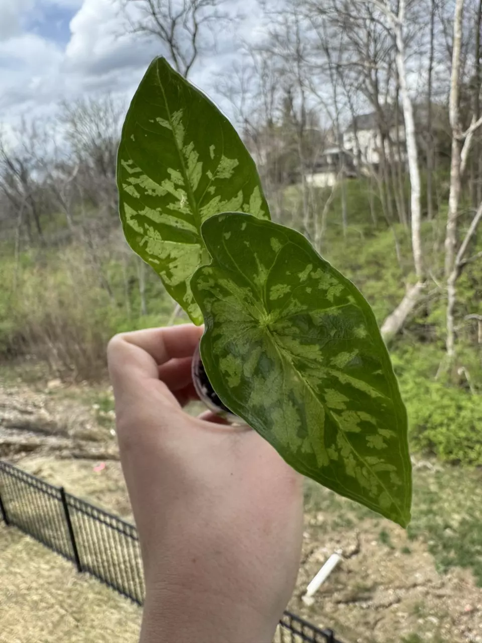 Alocasia Shattered Glass - High Variegation thumbnail