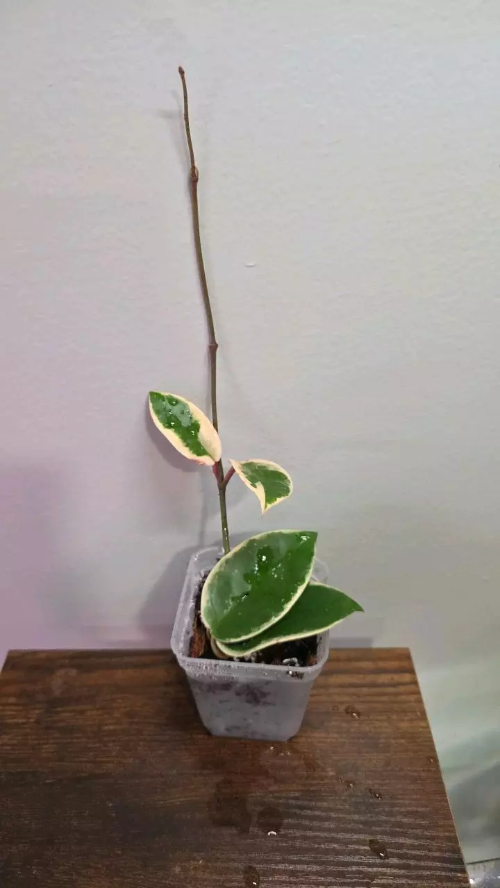 Hoya Krimson queen 622 thumbnail