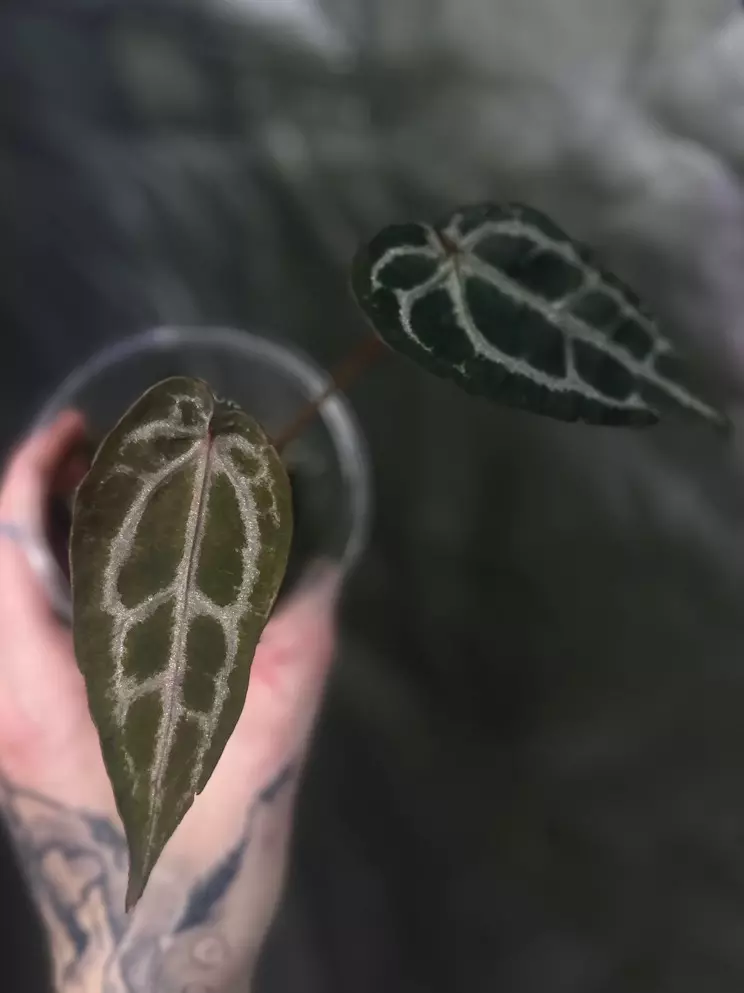 Anthurium SKG x Bench Mutant thumbnail