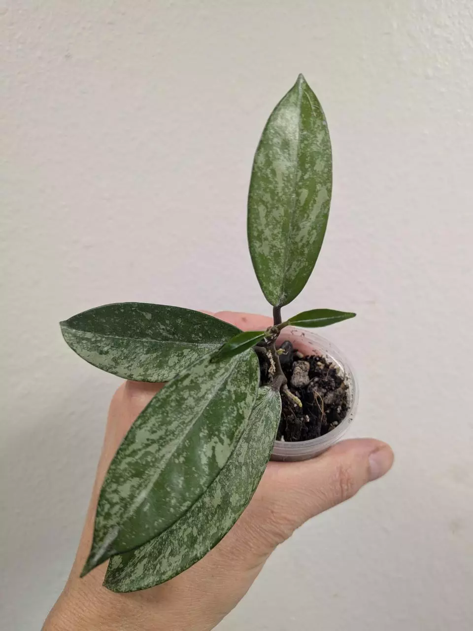 Hoya pubicalyx pink silver ghost 👻 #1131 thumbnail