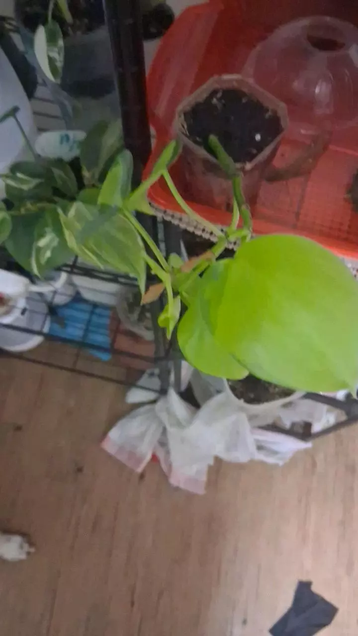 Mutated Brasil fully rooted cutting thumbnail
