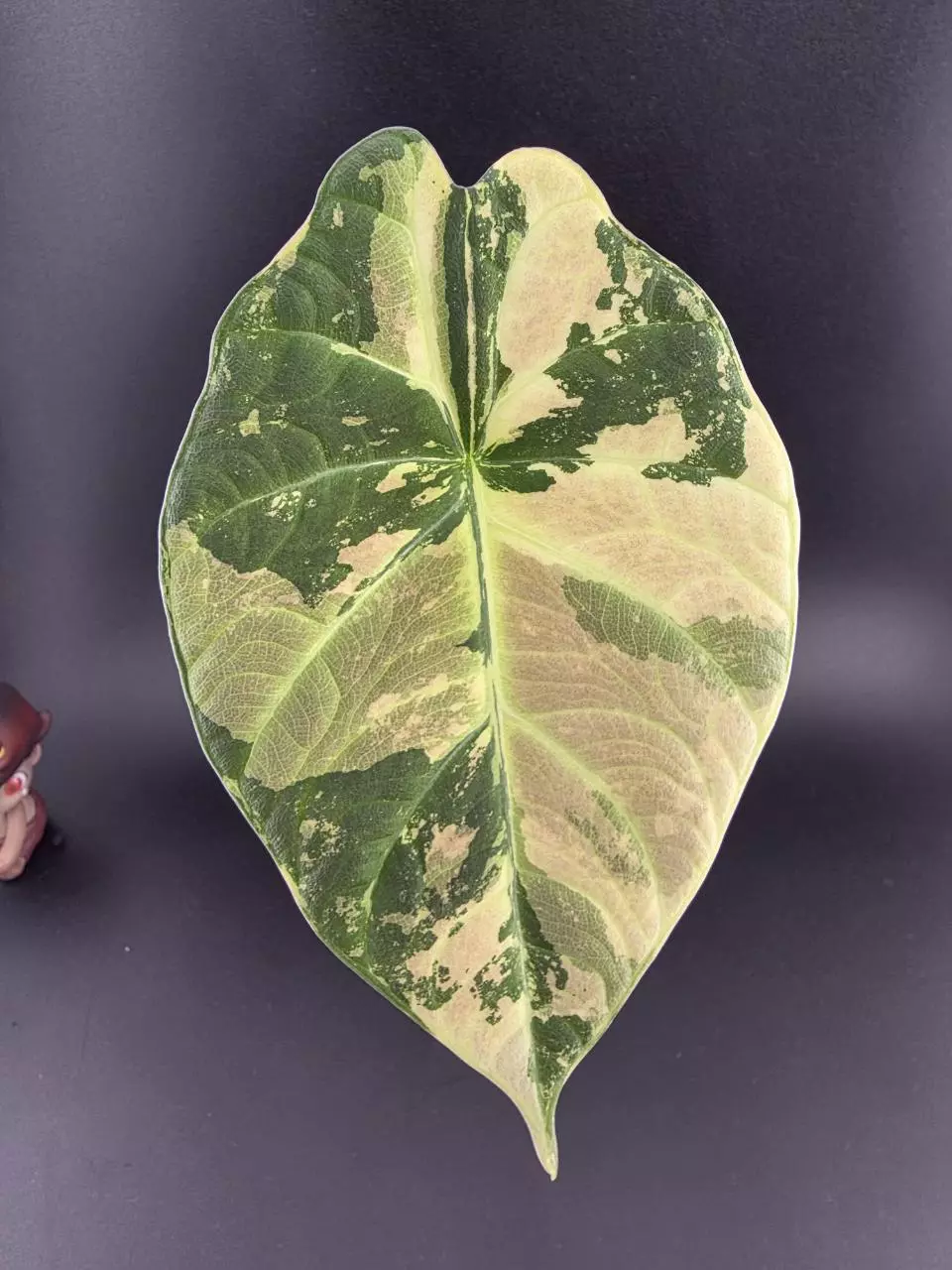 1330 - Variegated alocasia pink/albo maharani. Corm grown thumbnail